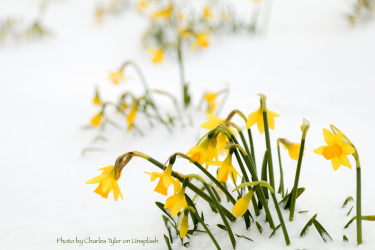 Daffodils emerging from snow